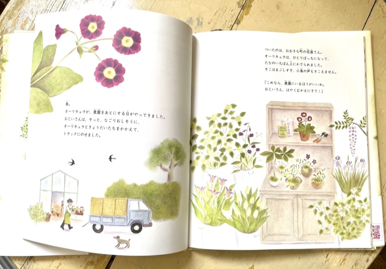オーリキュラと庭のはなし